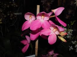 Image result for Disa ochrostachya