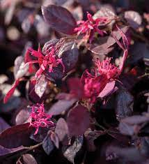 Maybe you would like to learn more about one of these? From Green To Purple How To Revive Your Loropetalum Sunset Western Garden Collection