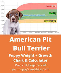 Hopefully you got to see how large the parents were. American Pit Bull Terrier Weight Growth Chart 2021 How Heavy Will My American Pit Bull Terrier Weigh The Goody Pet
