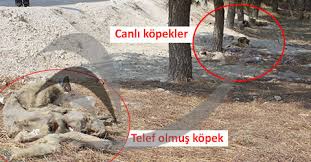 Denizlihaber Com Denizli Haberleri Hayvan Barinagi Ndan Urperten Fotograflar Denizlihaber Com Denizli Haber Denizli Nin En Cok Okunan Gazetesi