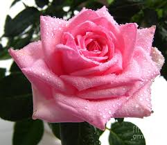 Best price & quality guarantee! Dark Red Rose With Water Drops Images