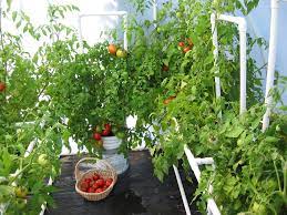 How to grow tomatoes in a greenhouse. Greenhouse Kits And Greenhouse And Garden Supplies