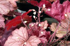 We did not find results for: The Best Native Plants For Northern Virginia