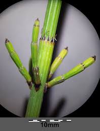 Image result for Equisetum ramosissimum