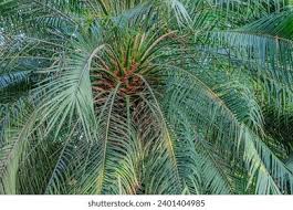 Image result for Phoenix reclinata
