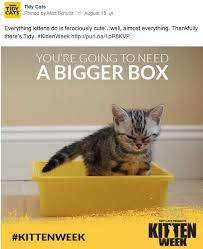 After the first four weeks of mother's milk, a kitten gradually transitions to kitten food, and is completely weaned at about eight weeks. Tidy Cats Kitten Week The Shorty Awards