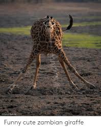 Giraffes are the tallest living land animals on earth! Cute Funny Giraffe Memes