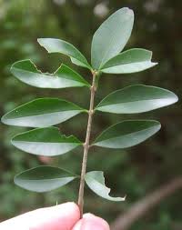 Image result for Ligustrum sinense