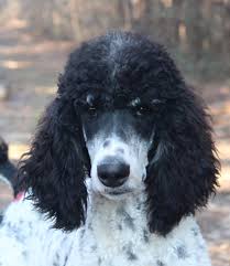 Current poodle puppies & litters available in pittsfield ma, right outside of albany & rochester, ny. Parti Phantom Standard Poodles And Poodle Puppies For Sale Family Affair Standards
