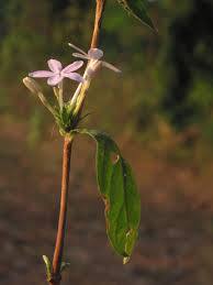 Image result for Pseuderanthemum ludovicianum