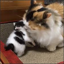 In truth, one cat grooming another is not normal per se because cats are more likely to fight than to sit around and lick each other in silence. Top Cute Animals 2017 Top Cute Animals 2017 Cute Wallpaper Animals Wallpaper Photo Model Cute Animals Cute Cats Funny Animals