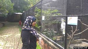 Antara burung yang ada di pulau pinang bird park. Taman Burung Pulau Pinang Penang Bird Park Myrujukan