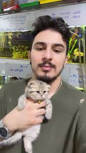 Britt Brat Alley Cat