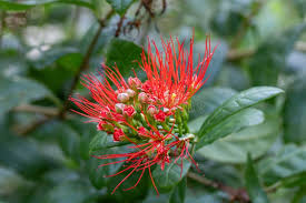 Image result for Fabaceae subfamily Mimosoideae