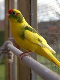Birds You Can Have As Pets Uk Pin On Pets S T O R E