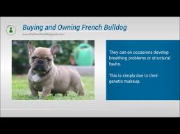 Aktuelle preise für produkte vergleichen! The French Bulldog Guide Behaviour Health Diet Food Training