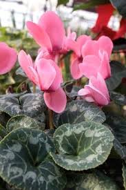 We are family owned and operated. Schaffitzel S Flower Shop Springfield Business Journal