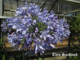 Image result for Agapanthus codii
