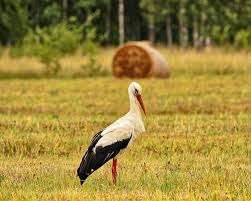 Früher wurden steuererklärung vordrucke automatisch versandt. White Stork Facts Diet Habitat Pictures On Animalia Bio