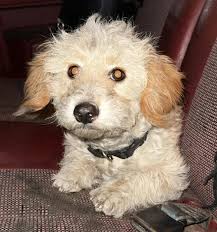 Found Dog in West Covina