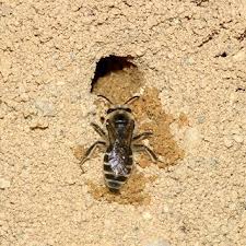 Maybe you would like to learn more about one of these? Digger Bees Or Cicada Killers These Two Winged Pests Dig Burrows In The Ground Digger Bees Appear In May Or June While Cicada Kill Burrowing Bees Bee Insects