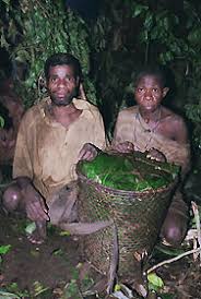 Image result for Dioscorea praehensilis