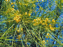 Image result for Parkinsonia aculeata