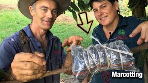 Fruit can be allowed to accumulate up to three days before harvesting. How To Succeed Growing Avocados Essential Tips From Daley S Fruit Tree Nursery Youtube