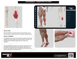 The gastrocnemius, soleus, plantaris, flexor hallucis longus, flexor digitorum longus and tibialis posterior all help to plantarflex. Pin On Muscle Fact Sheets