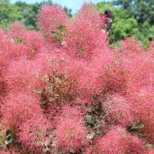 It puts up with heat and drought and attracts birds and butterflies. Pot Flowering Shrub Covf Bluestone Perennials Pink Flowers