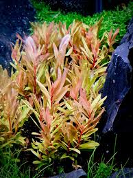 Image result for Nesaea crassicaulis