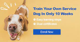 Certification and registration (formatting) documentation of the training process, pact, and registration is necessary to take your dog into public spaces. Service Dogs Myths And Misconceptions