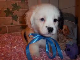 We adopt out to new england states only. Dogs For Adoption In Maine Petfinder