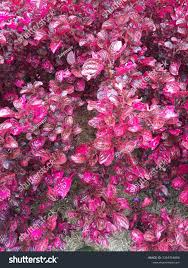 Image result for Iresine lindenii