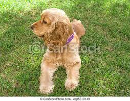 The two breeds diverged during the 20th century due to differing breed standards in the us and the uk. Cute American Young Cocker Spaniel Cute American Cocker Spaniel A Young Dog Lying At The Grass Canstock