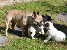 This is a sturdy little bulldog with large, erect, rounded, bat ears, a flat, powerful muzzle and a pug nose. Adorable French Bulldog Puppies For Sale Pretoria Free Classifieds In South Africa