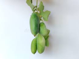 Image result for Coccinia grandis