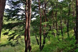 #pine trees #pine forest #south korea #korean pine tree #fresh air #pine trees and morning fog #hyejina #ever green #gwangu. 1 811 Korean Pine Photos Free Royalty Free Stock Photos From Dreamstime