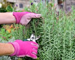 Image result for lavender cuttings