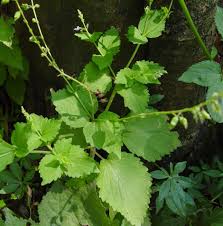 Image result for Equilabium