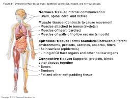 Connective, muscle, and neural tissue. Copyright C 2010 Pearson Education Inc Figure 4 1 Overview Of Four Tissue Types Epithelial Connective Muscle And Nervous Tissues Nervous Tissue Ppt Download