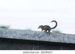 Image result for squirrel poop