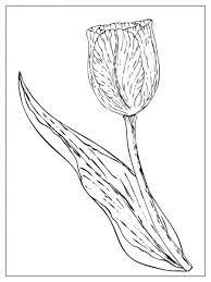 Check spelling or type a new query. Bidang Bunga Tulip Stok Vektor Ilustrasi Bidang Bunga Tulip Bebas Royalti Halaman 18 Depositphotos