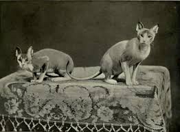 They are one of the most popular pets in the world. Do Hairless Cats Have Hair Pets Kb