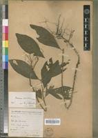 Image result for Achyrospermum