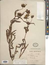 Image result for Guizotia scabra