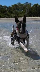 bully water and sunshine what a beautiful day mini bull terriers miniature bull terrier bull terrier