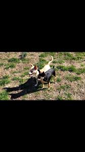 Mama & AJ (her little stalker 🤣) took full advantage of this beautiful  day! *Mama is a young & VERY timid girl who velcroes herself to "her  person" (so far, ONLY a woman)....AJ likes to obsess about ...