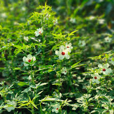 Image result for Hibiscus cannabinus