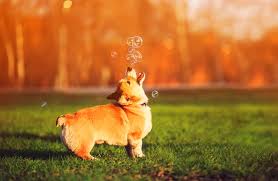 With nearly 50 years in the community, apcc's incredible team of highly trained and experienced doctors, supported by an engaged and friendly staff, offer an exemplary experience for. Pet Care Middleport Family Health Center Your Local Middleport Pharmacy